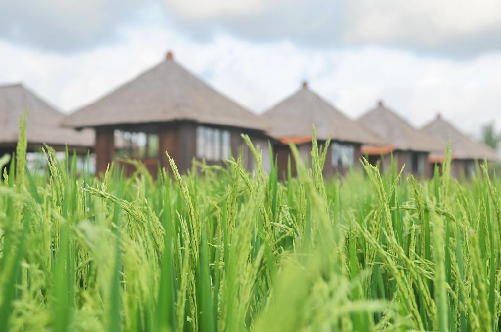 Taman Bintang Villa Ubud Extérieur photo